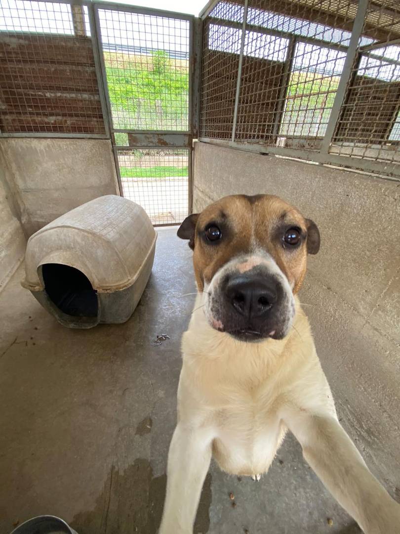 Adotta un cane, taglia media, maschio, Firenze
