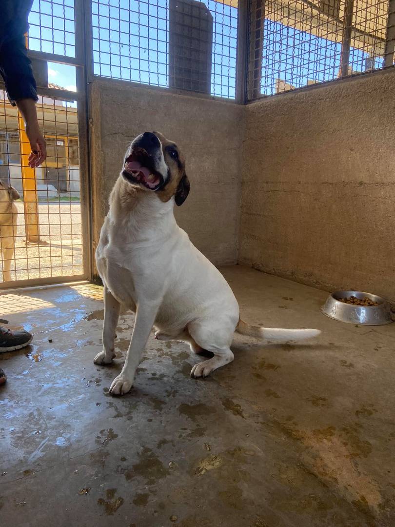 Vuoi adottare un cane a Firenze?
