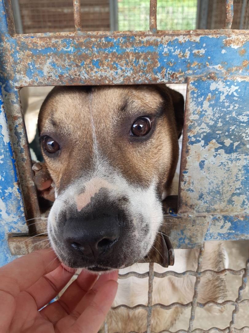 Adotta il cane JACKY a Firenze