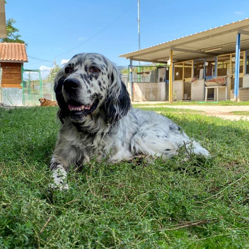Adotta un cane, maschio, 6 anni  e 7 mesi , Firenze
