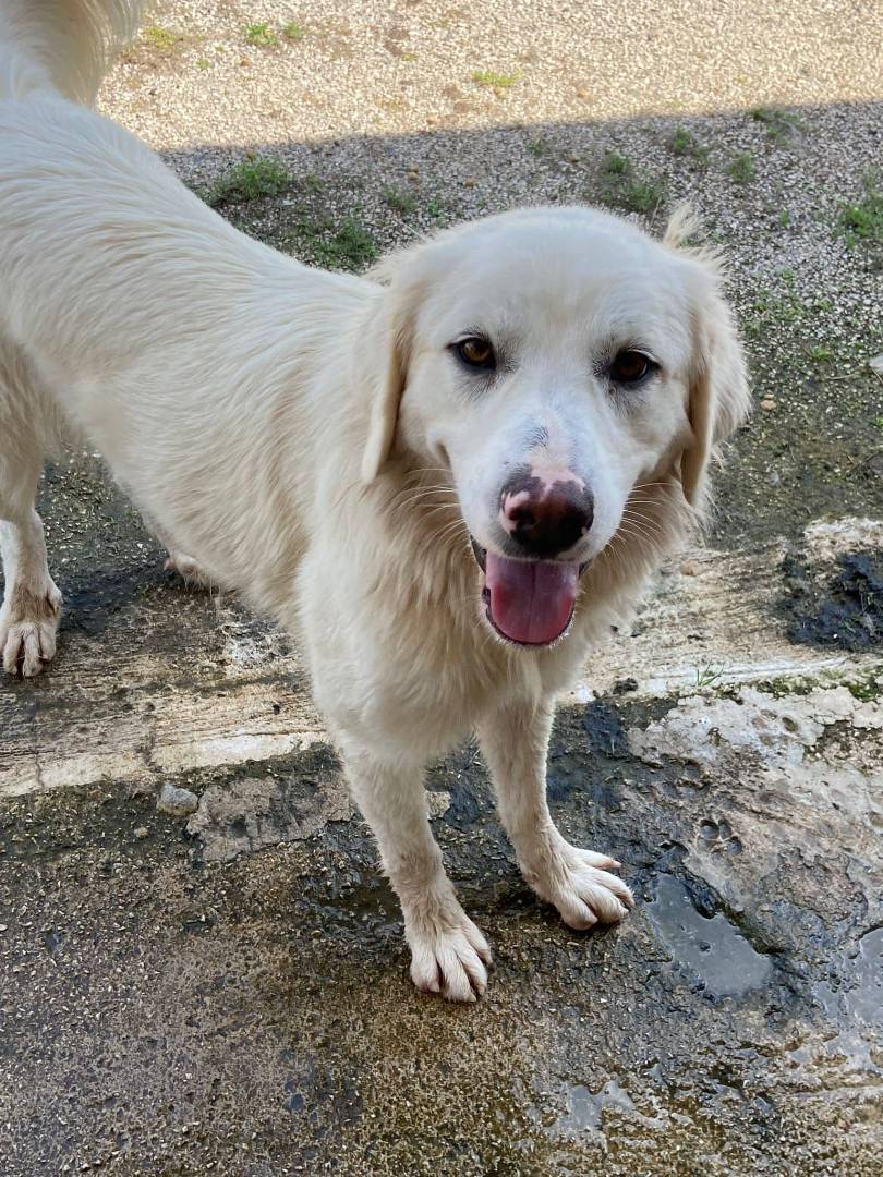 Adotta un cane, taglia media, femmina, Caserta