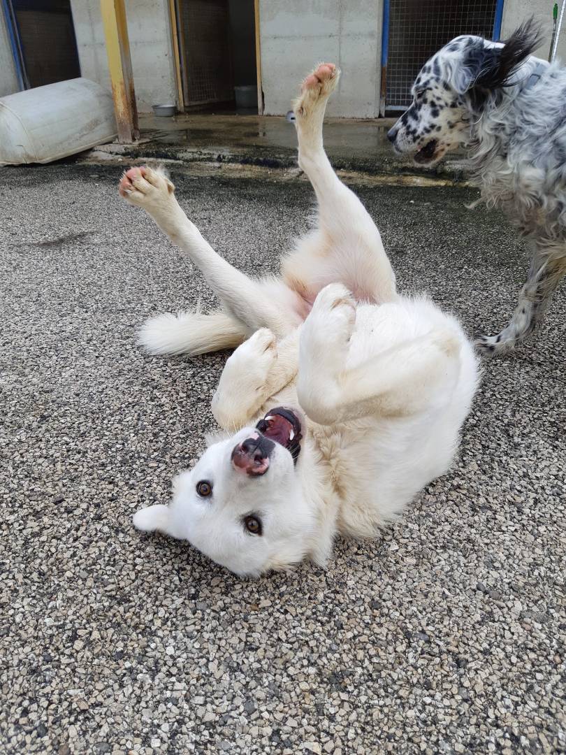 Vuoi adottare un cane a Firenze?