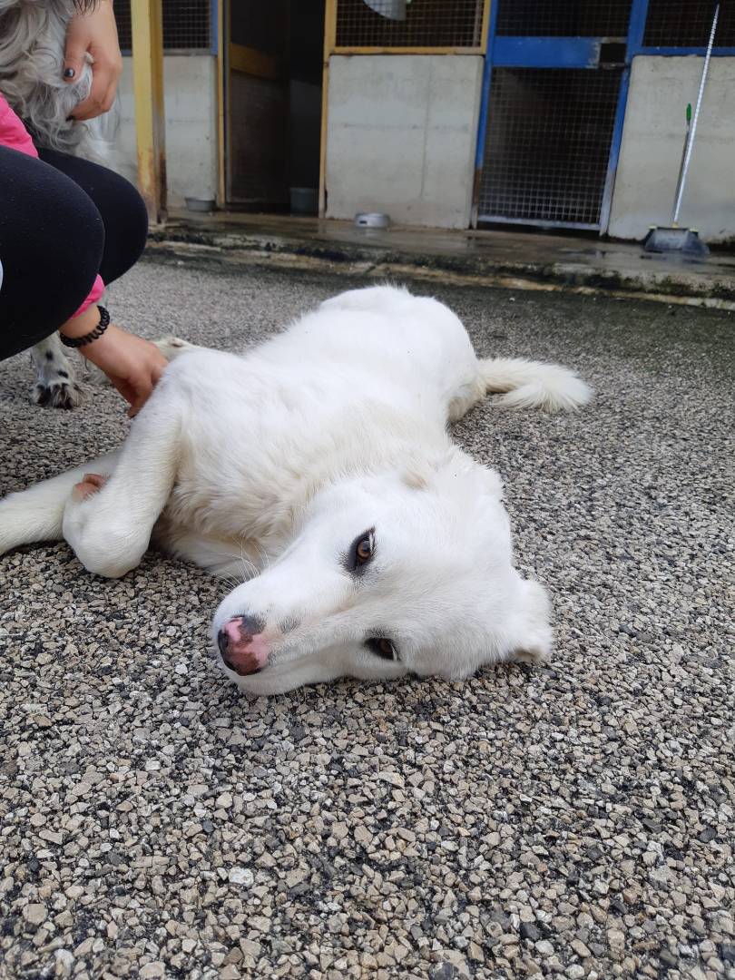 Adotta un cane, femmina, 4 anni  e 6 mesi , Firenze