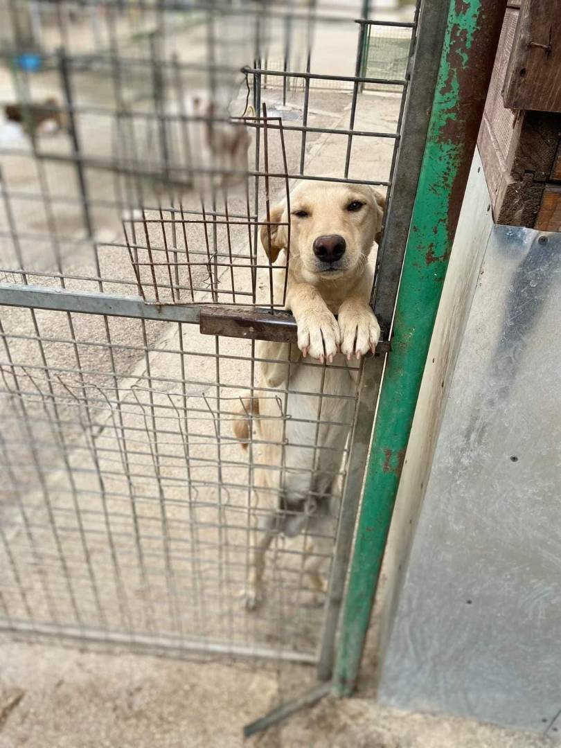 Adotta un cane, maschio, 4 anni  e 1 mese, Firenze