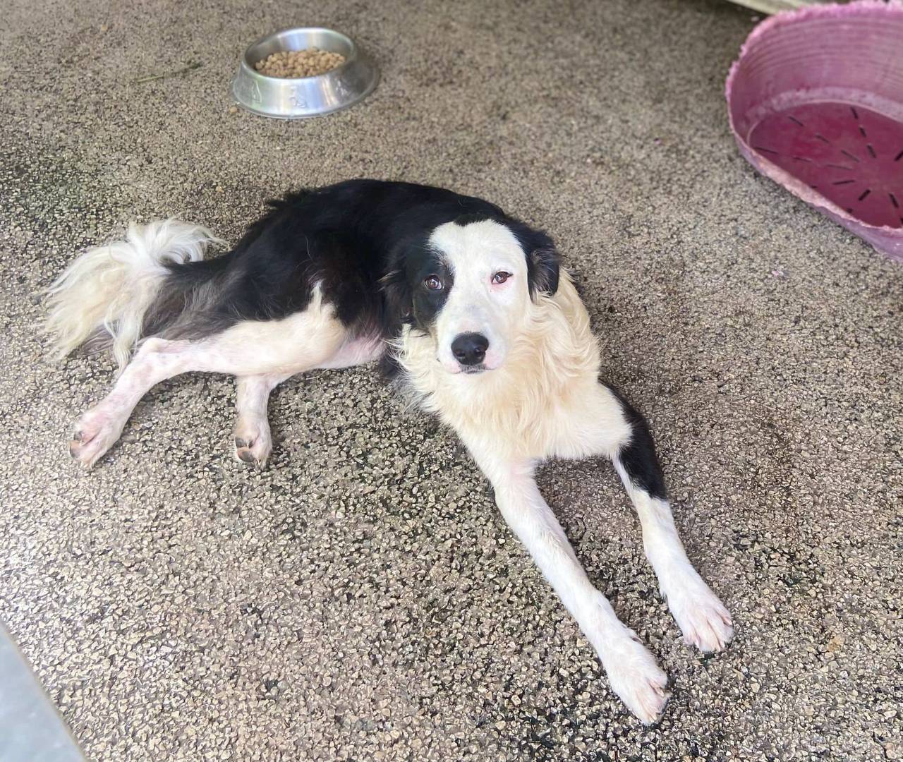 Adotta un cane, femmina, 4 anni  e 11 mesi , Firenze