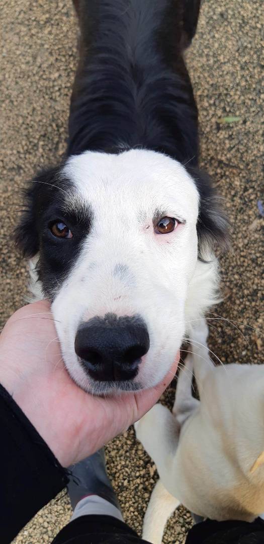 Adotta un cane, taglia media, femmina, Firenze