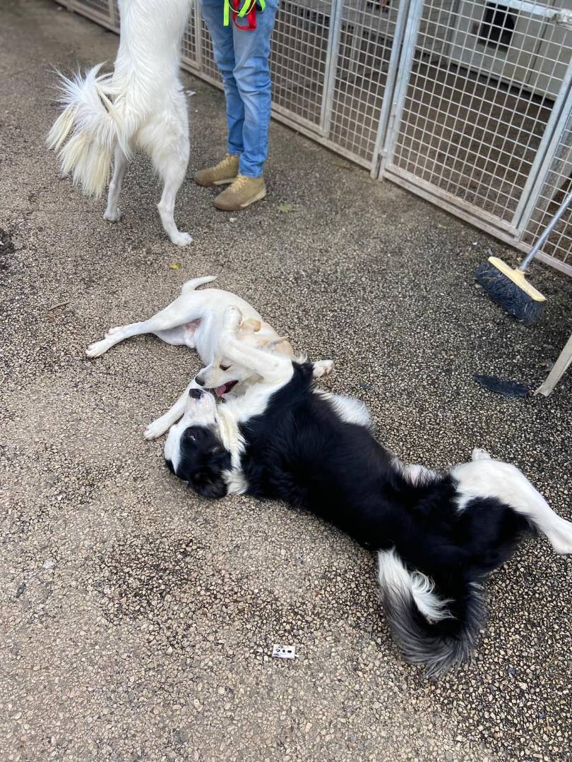Vuoi adottare un cane a Firenze?