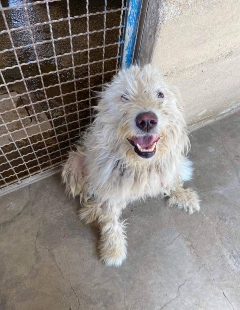 Vuoi adottare un cane a Firenze?