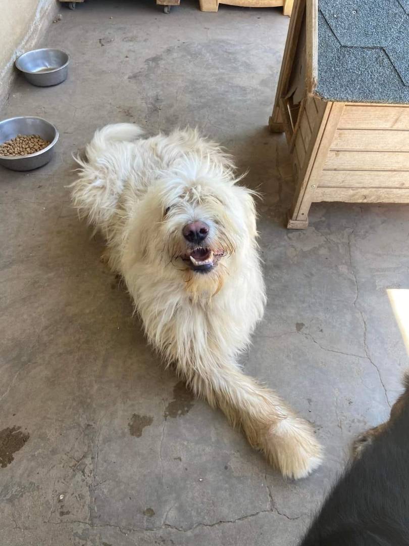 Adotta un cane, femmina, 5 anni  e 7 mesi , Firenze