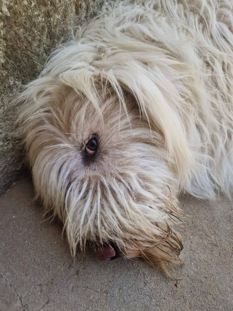Adotta il cane ASIA a Firenze