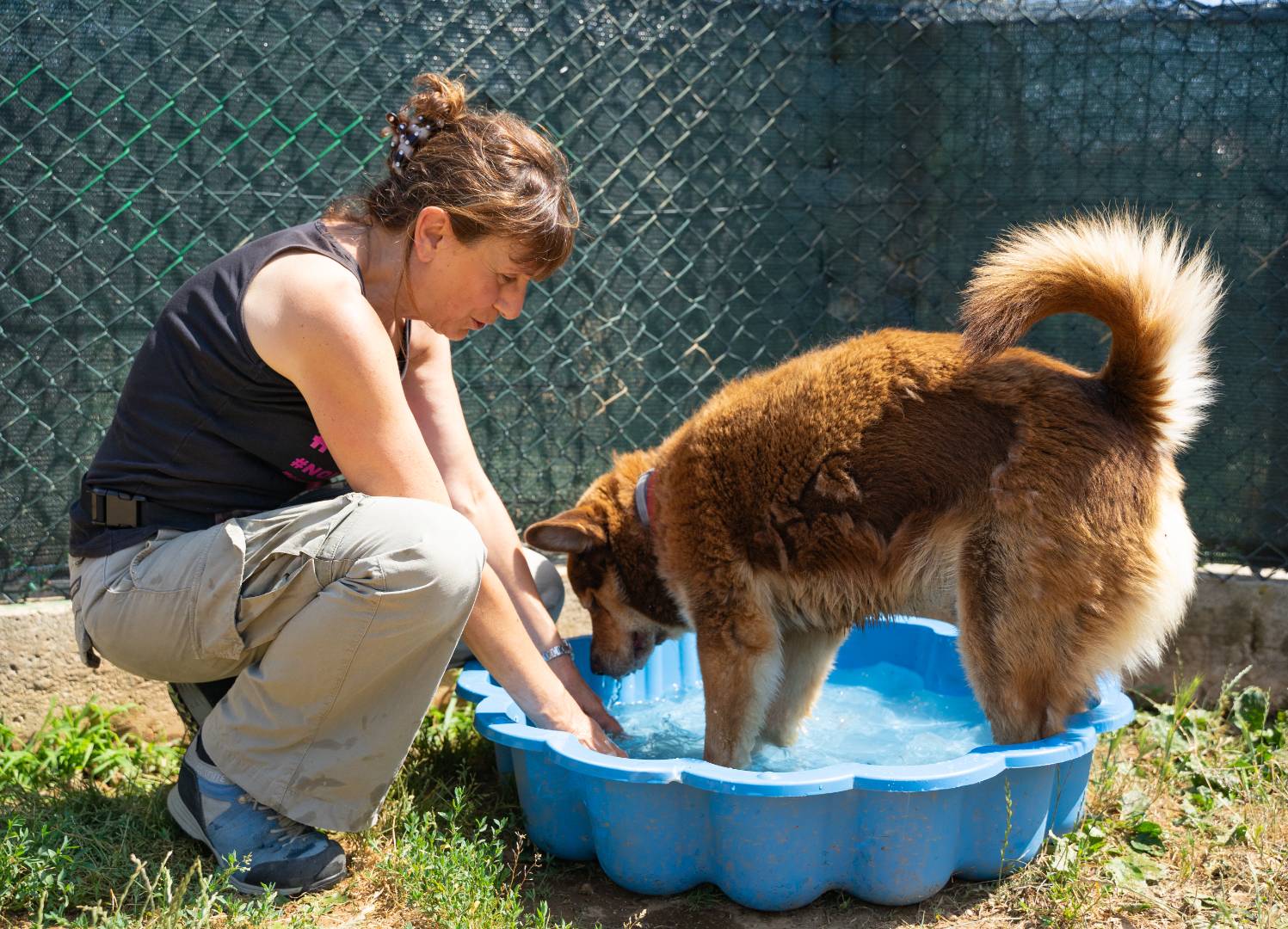 Adotta un cane, maschio, 8 anni  e 6 mesi , Genova
