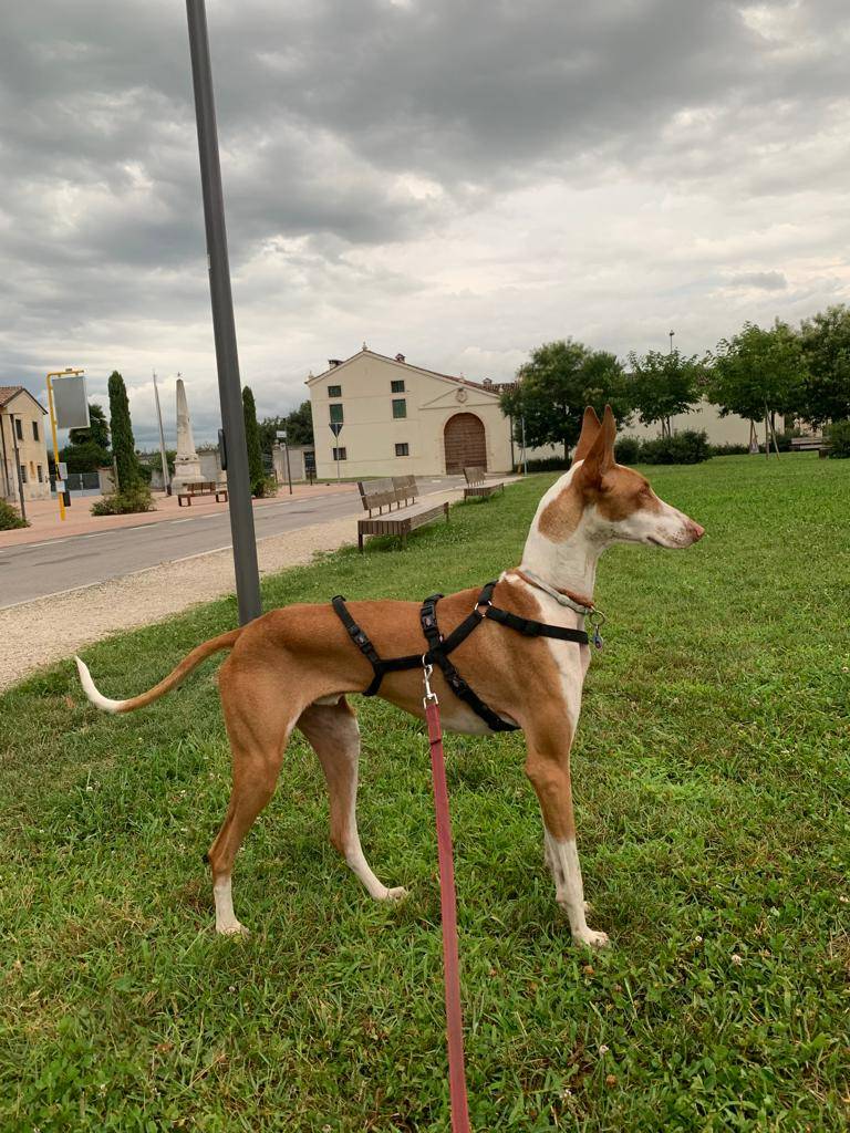 Adozione cane, maschio, Spitz, 5 anni e 4 mesi, taglia media, Vicenza