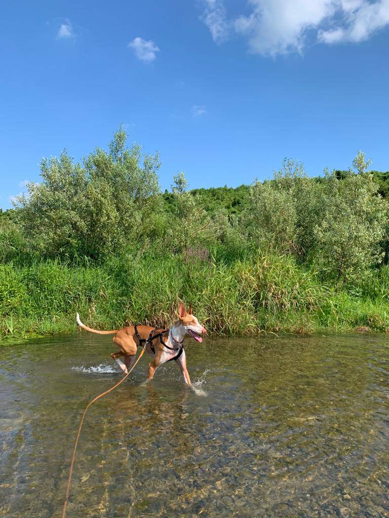 Adotta un cane, maschio, 5 anni e 4 mesi, Vicenza