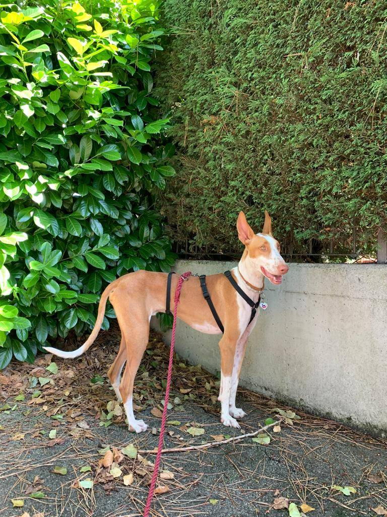 Adotta un cane, taglia media, maschio, Vicenza