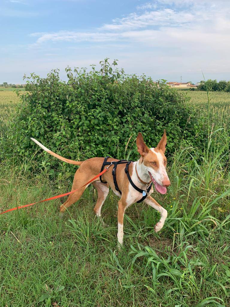 Vuoi adottare un cane a Vicenza?