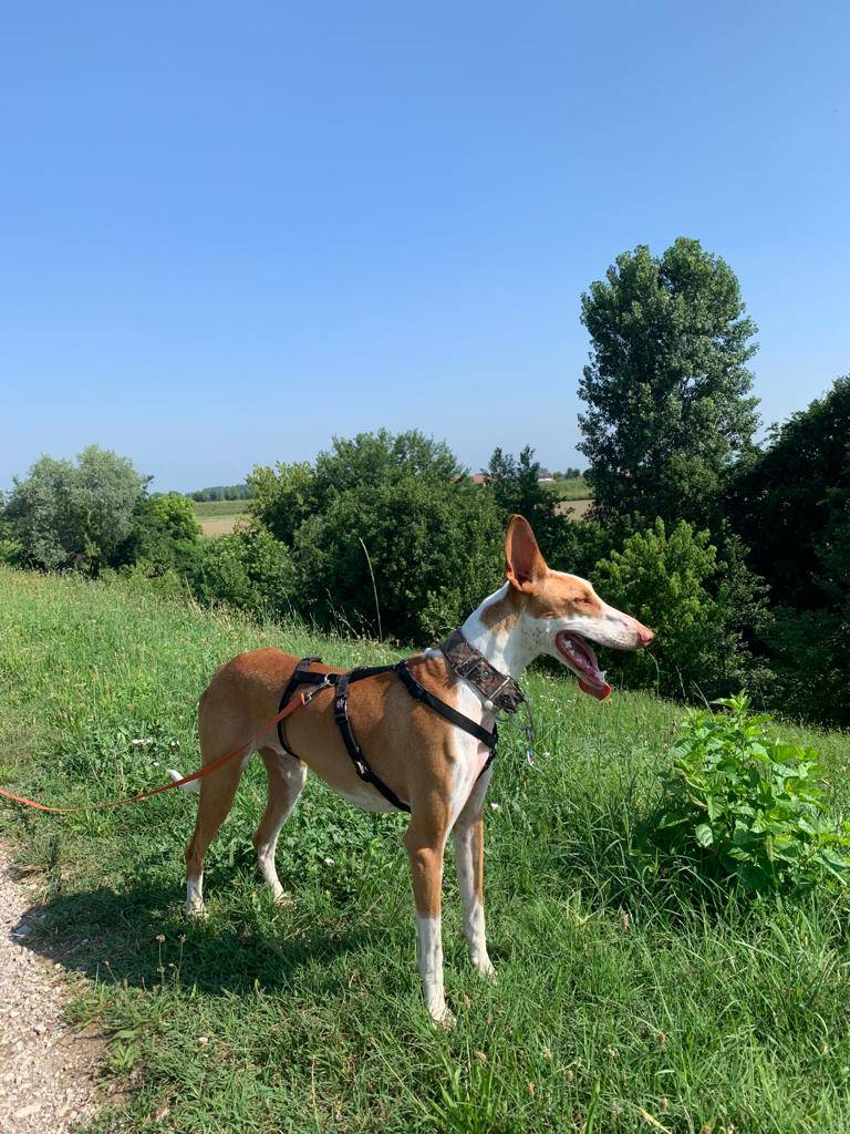 Adotta il cane Capitan a Vicenza