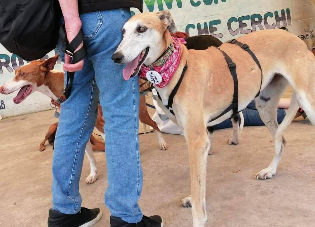Adozione cane, femmina, Levriero Spagnolo (Galgo), 12 anni e 5 mesi, taglia media, Vicenza