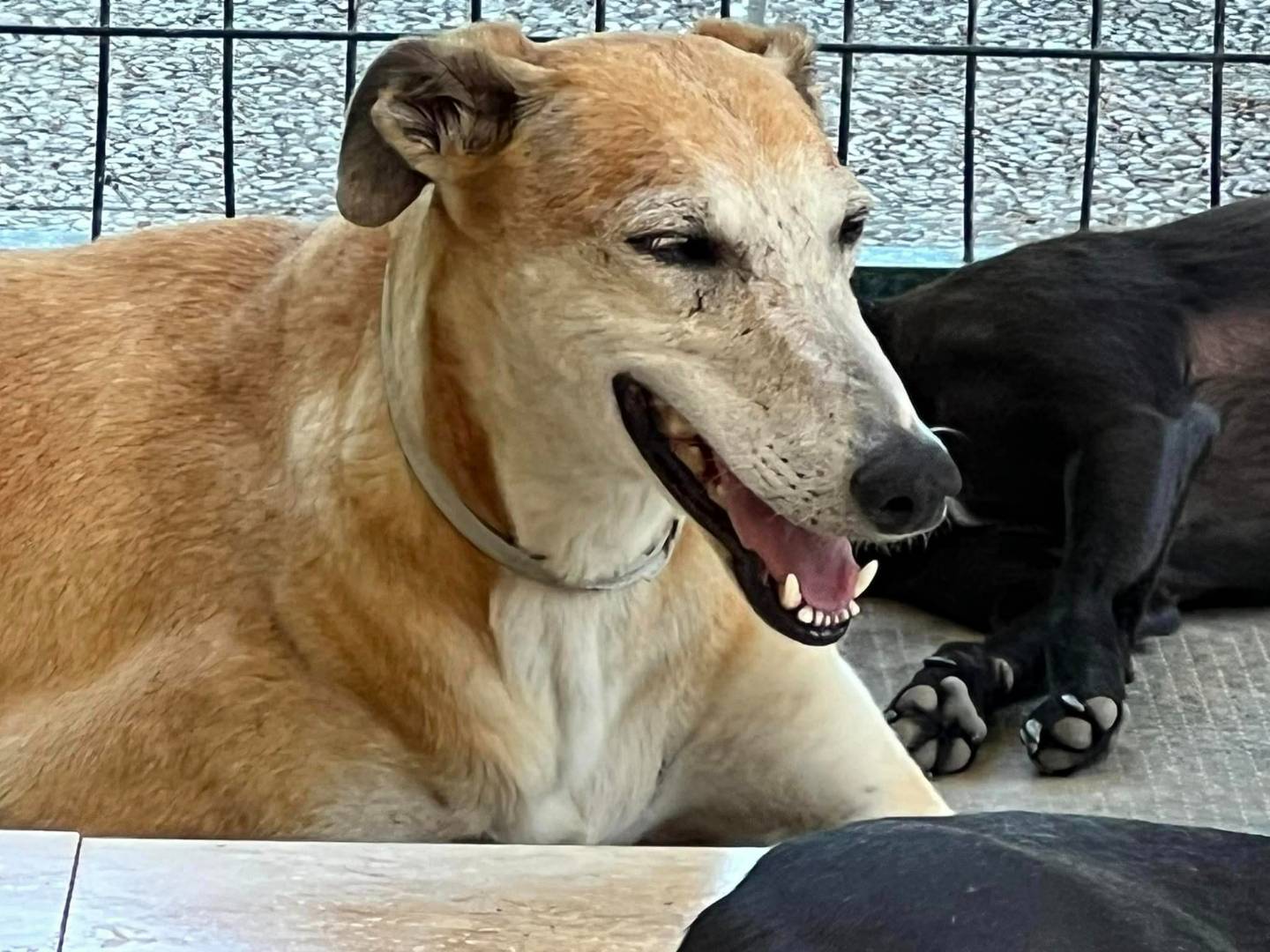Adotta un cane, femmina, 12 anni e 5 mesi, Vicenza