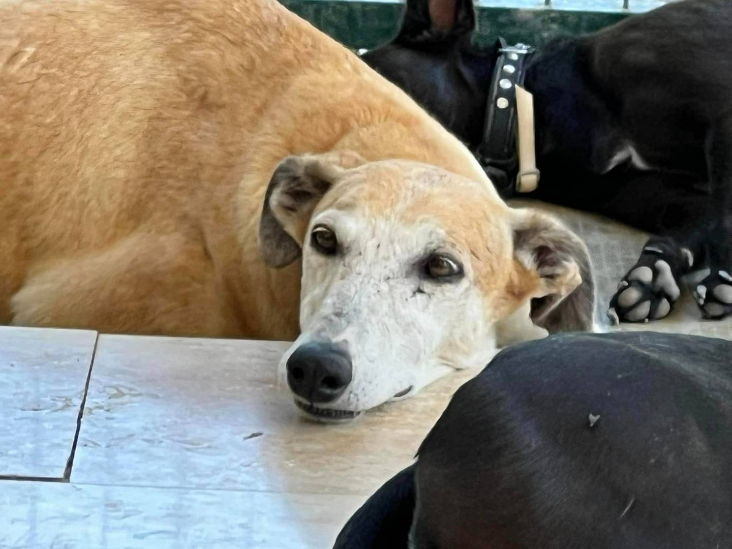 Adotta un cane, taglia media, femmina, Vicenza