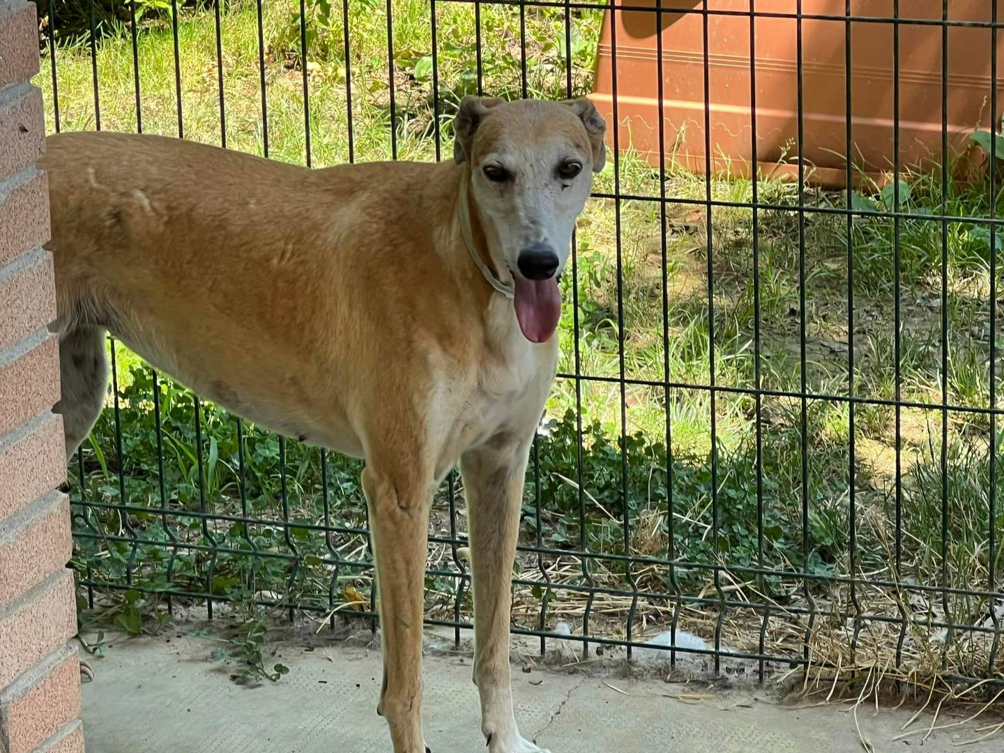 Vuoi adottare un cane a Vicenza?