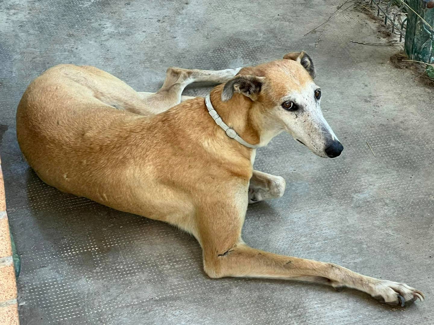 Adotta il cane Lorelai a Vicenza