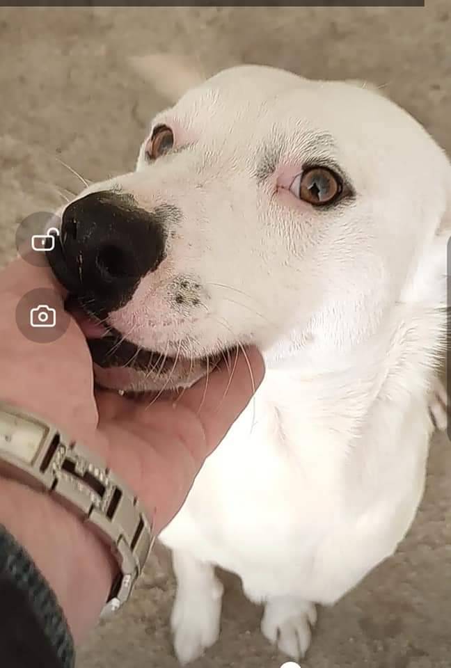 Foto dell'animale