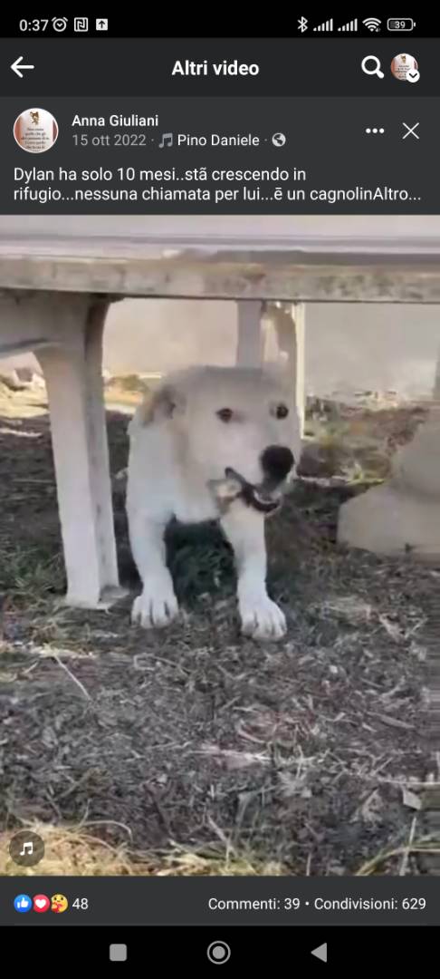Adotta un cane, maschio, 3 anni  e 5 mesi , Taranto