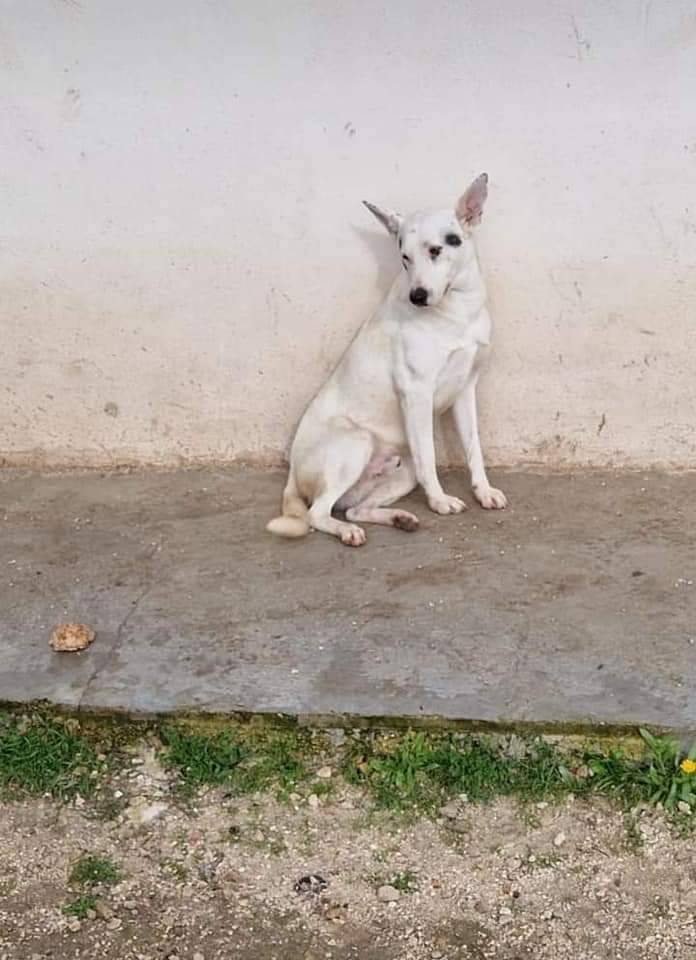 Adozione cane, maschio, meticcio, 3 anni e 11 mesi, taglia media contenuta, Taranto