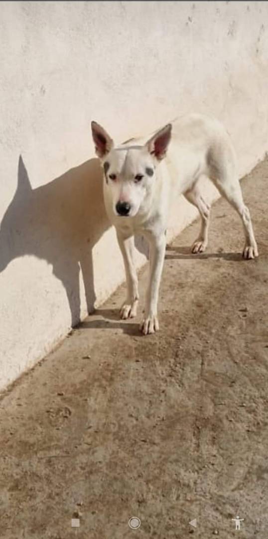 Adotta un cane, maschio, 3 anni e 11 mesi, Taranto