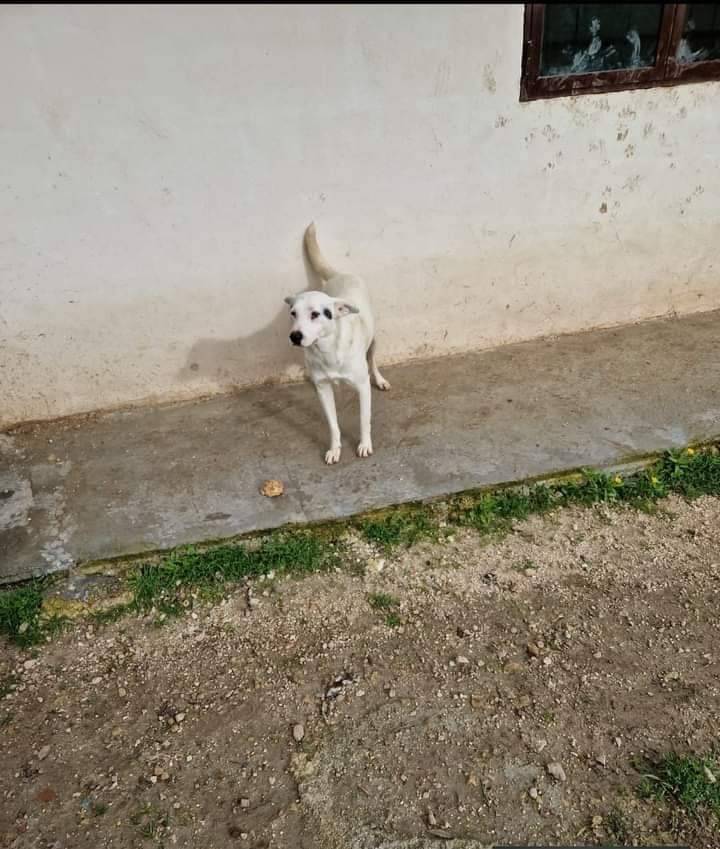 Adotta un cane, taglia media contenuta, maschio, Taranto