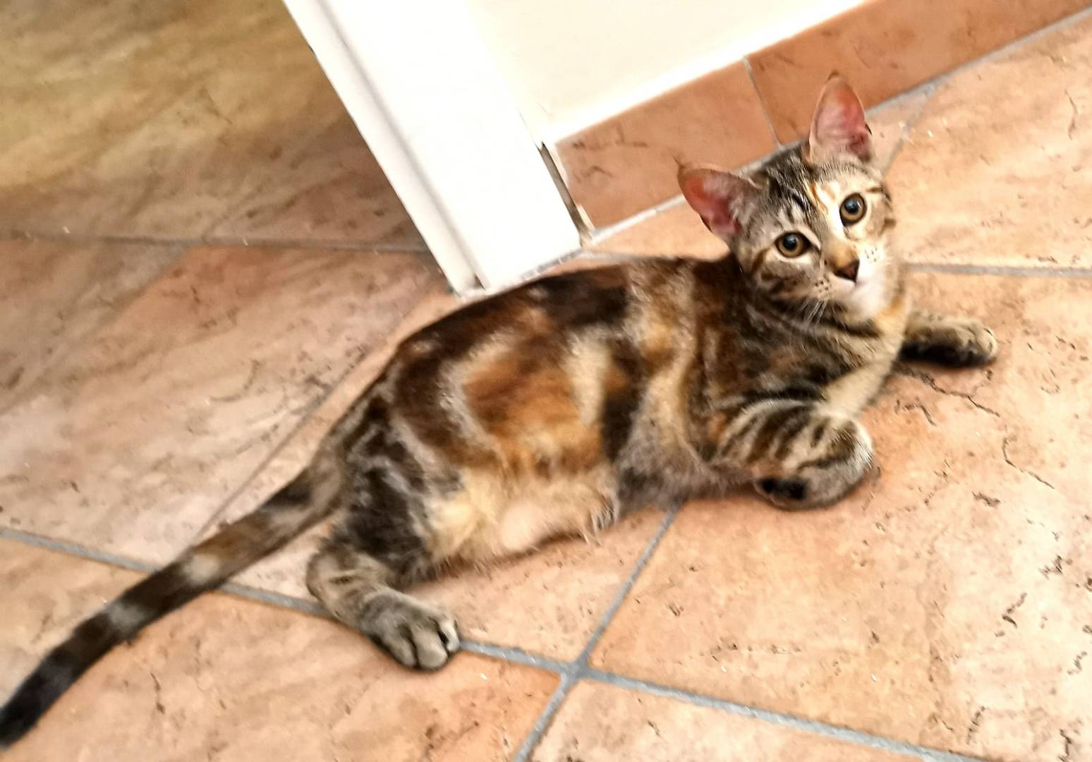 Vuoi adottare un gatto a Benevento?