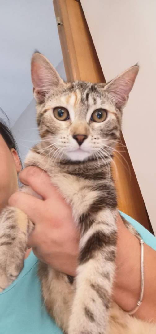 Adotta il gatto Vily a Benevento