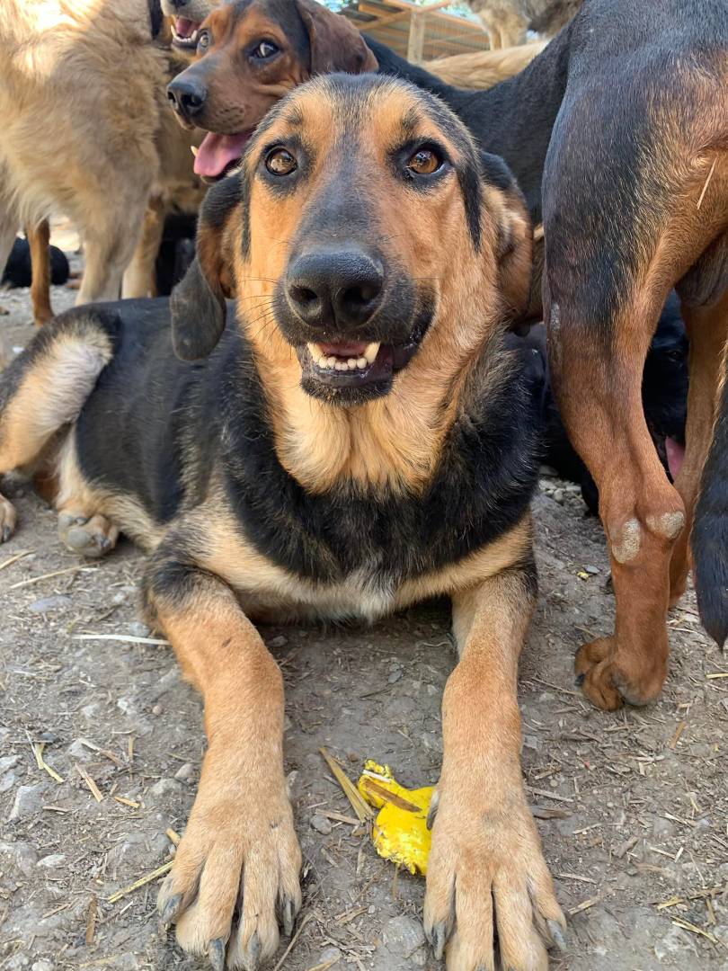 Adotta un cane, maschio, 4 anni  e 9 mesi , Firenze