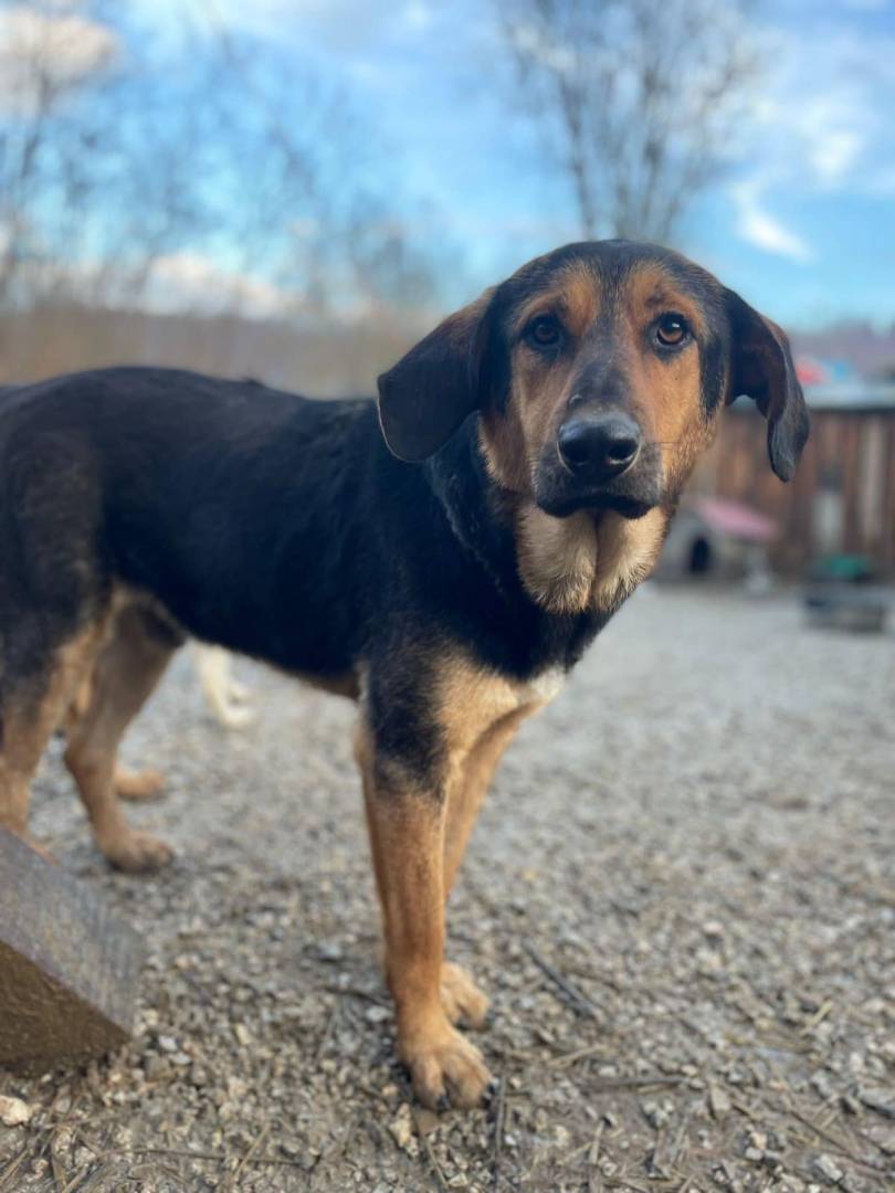 Adotta un cane, taglia media, maschio, Firenze