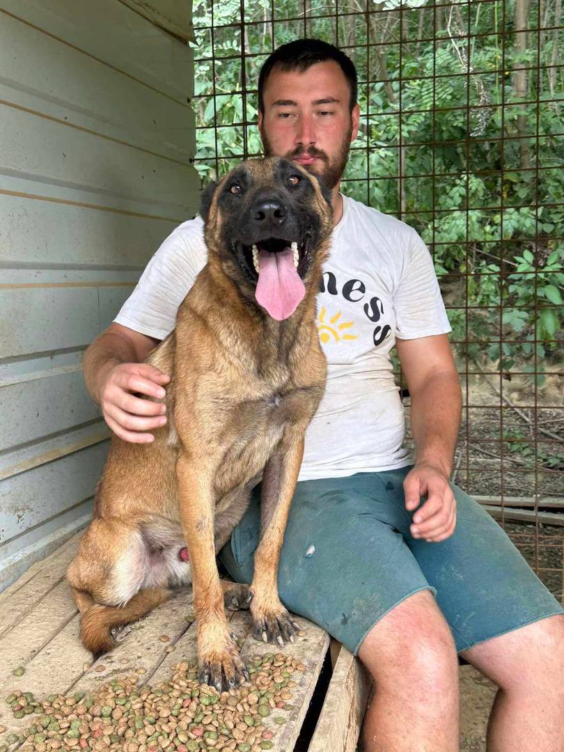 Adotta un cane, taglia grande, maschio, Firenze