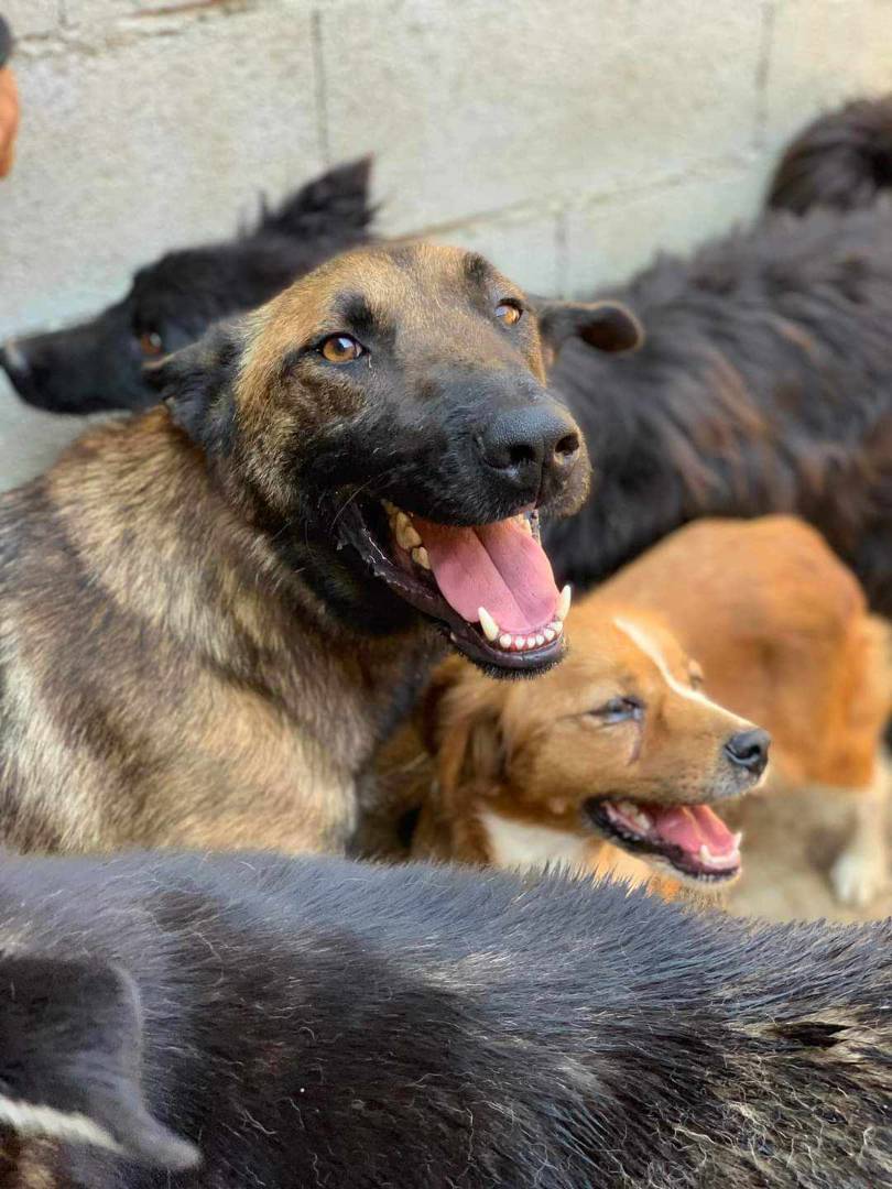 Adotta un cane, maschio, 5 anni  e 3 mesi , Firenze