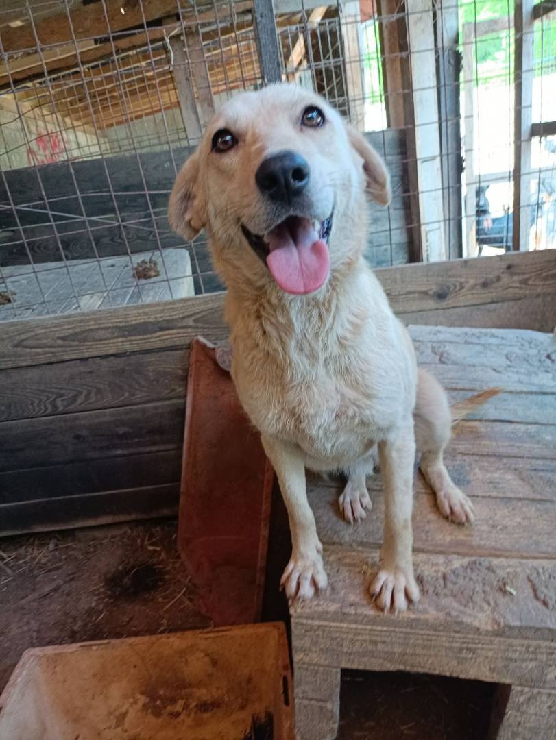Adotta un cane, femmina, 4 anni  e 10 mesi , Firenze