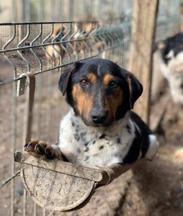 Adotta un cane, taglia piccola, maschio, Firenze