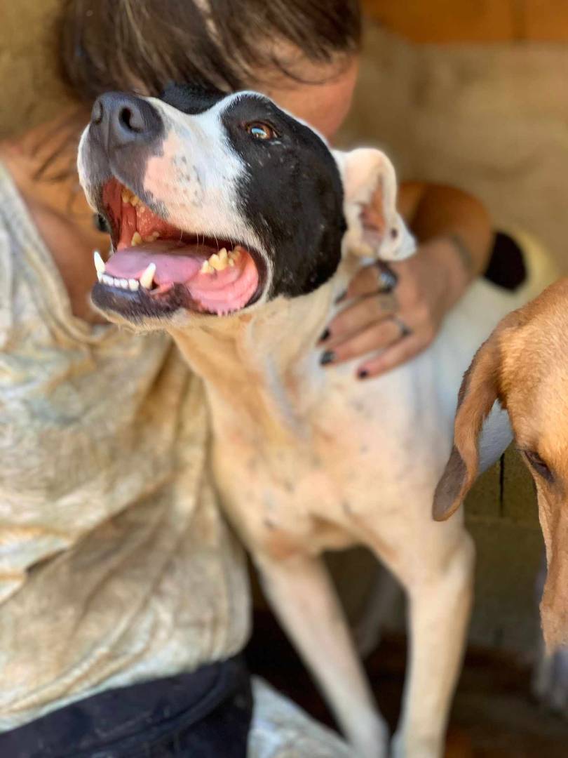 Vuoi adottare un cane a Firenze?