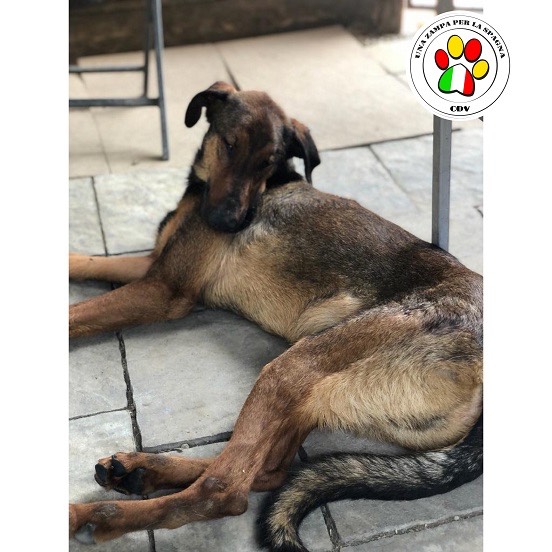 Adotta un cane, maschio, 3 anni e 1 mese, Como