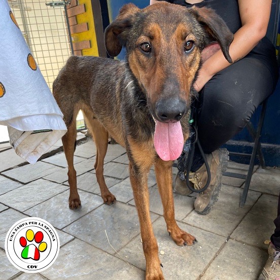 Adotta un cane, taglia media, maschio, Como