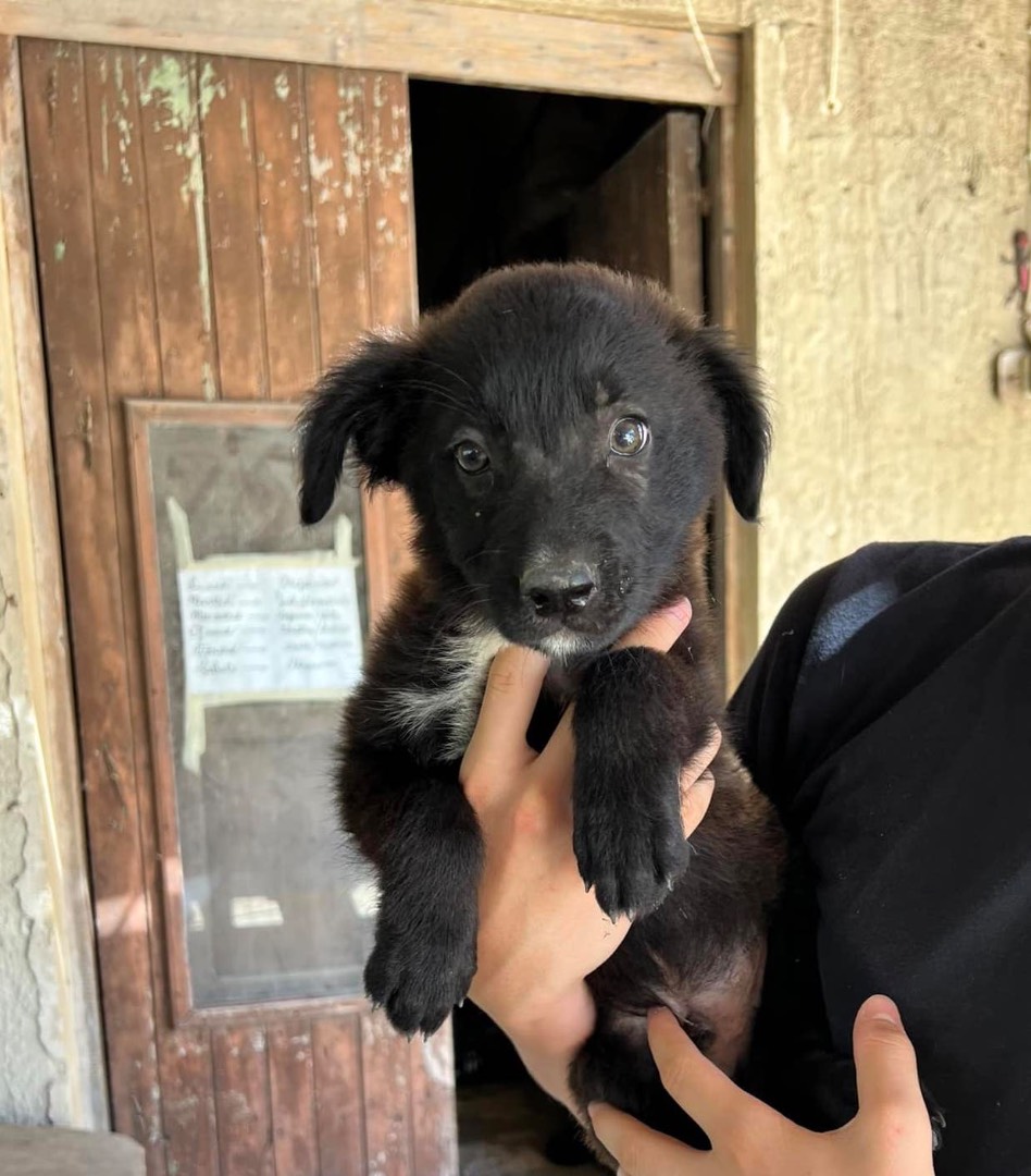 Adozione cane, maschio, meticcio, 3 anni e 1 mese, taglia media contenuta, Siracusa