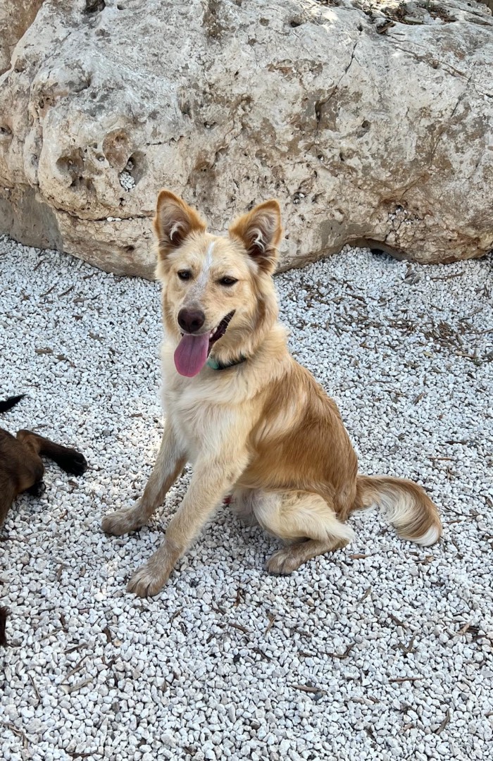 Adozione cane, maschio, meticcio, 3 anni e 8 mesi, taglia media contenuta, Siracusa
