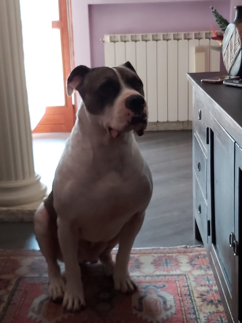 Adozione cane, maschio, American Staffordshire Terrier, 7 anni e 1 mese, taglia grande, Como