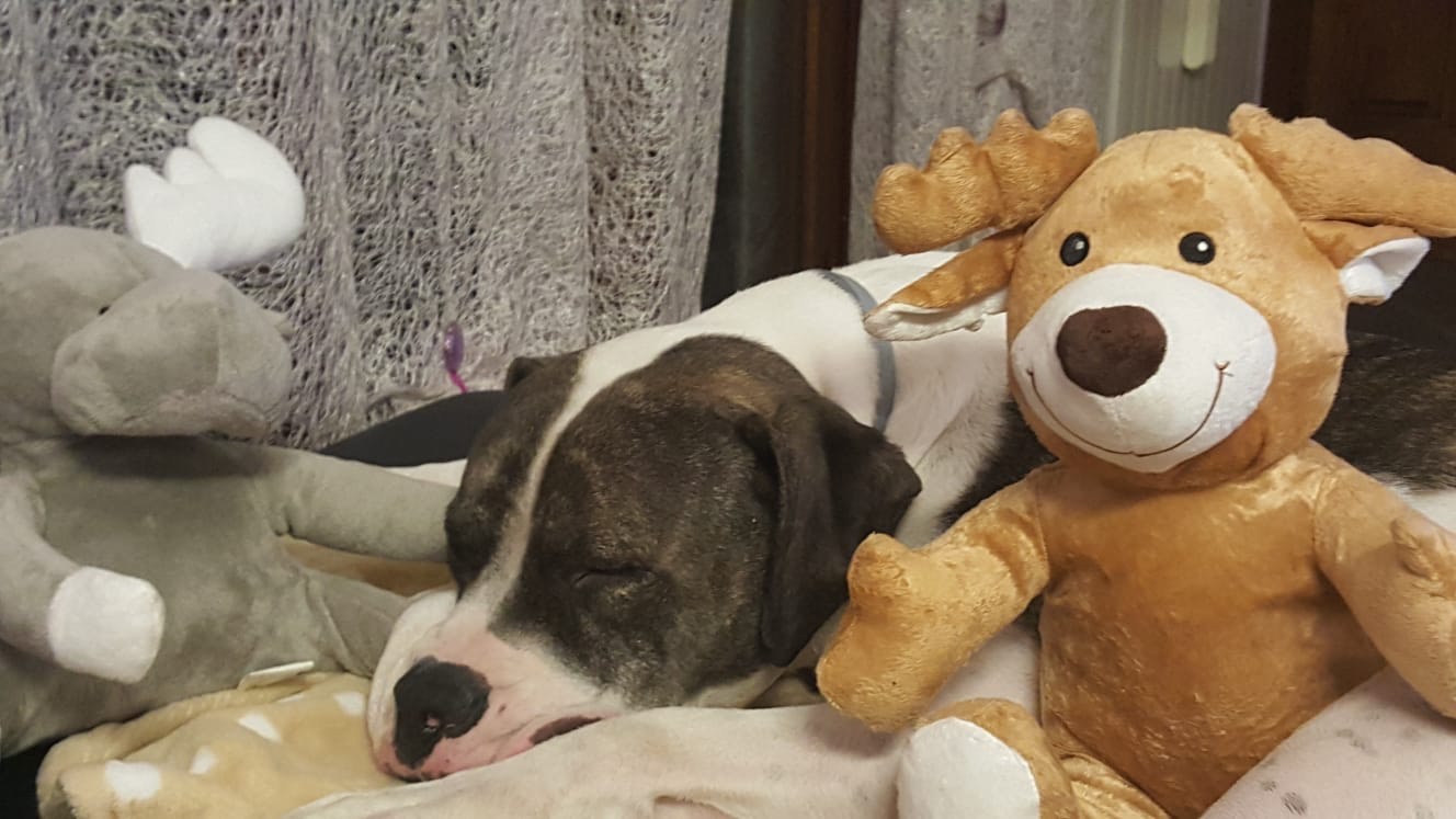 Adotta un cane, maschio, 7 anni e 1 mese, Como