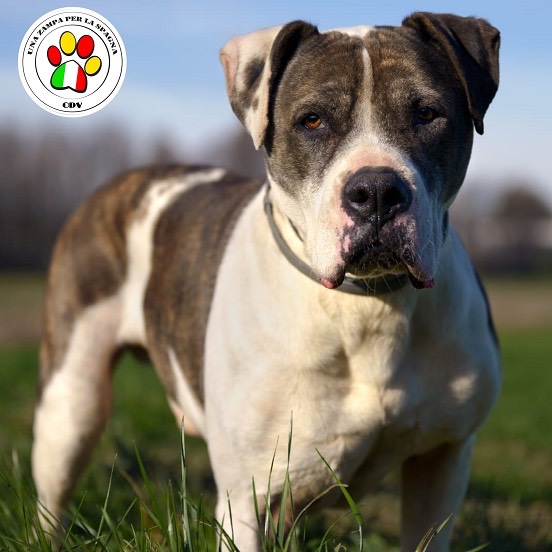 Adotta il cane Carlos a Como