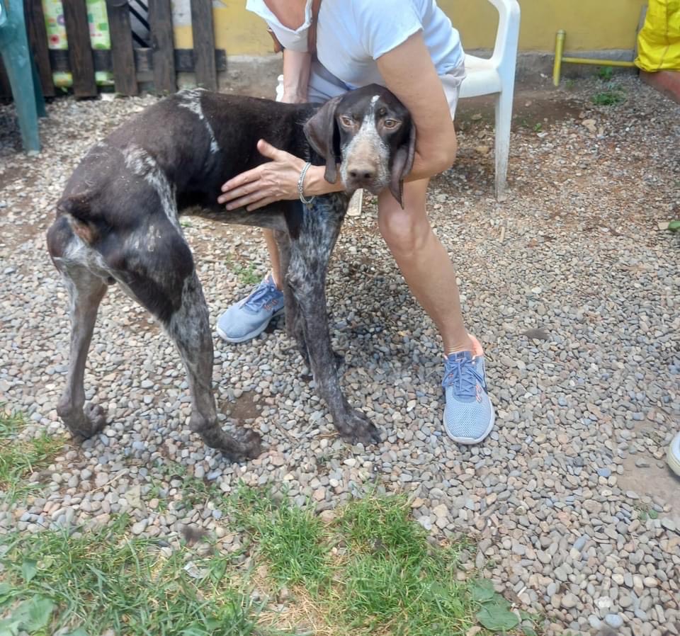 Adotta un cane, taglia media, maschio, Como