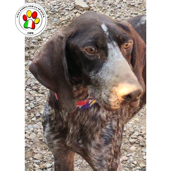 Adotta un cane, maschio, 5 anni e 1 mese, Como