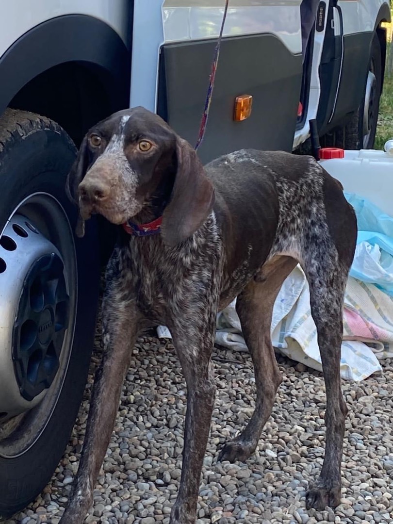 Adozione cane, maschio, Bracco, 5 anni e 1 mese, taglia media, Como