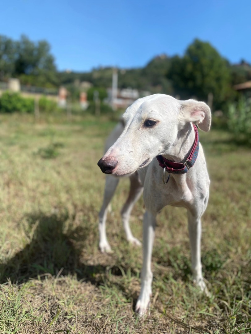 Adozione cane, maschio, Levriero Spagnolo (Galgo), 5 anni e 1 mese, taglia media, Como
